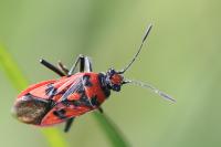 Corizus hyoscyami