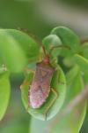 Gonocerus acuteangulatus
