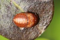 Penthimia nigra