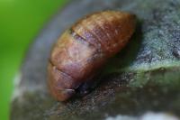 Penthimia nigra