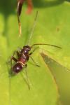 Miris striatus
