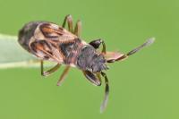 Scolopostethus