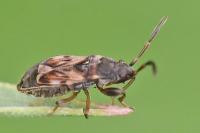 Scolopostethus