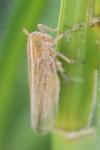 Stenocranus