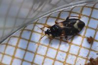 Lyctocoris dimidiatus