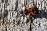 Horvathiolus superbus