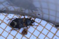 Lyctocoris dimidiatus