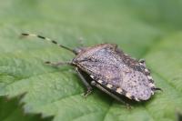 Rhaphigaster nebulosa