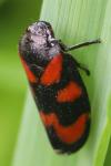 Cercopis vulnerata