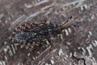 Aradus ribauti