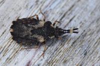 Aradus versicolor