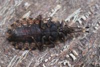 Aradus ribauti