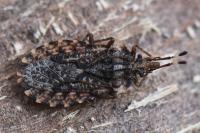 Aradus ribauti