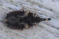 Aradus versicolor