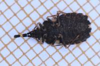 Aradus versicolor