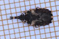 Aradus versicolor