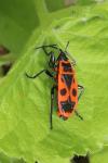 Pyrrhocoris apterus