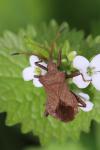 Coreus marginatus