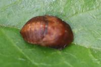 Penthimia nigra