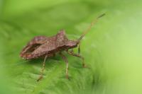 Coreus marginatus
