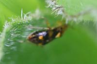 Liocoris tripustulatus