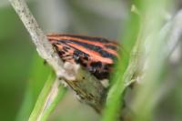 Graphosoma italicum
