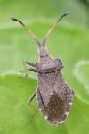 Enoplops scapha