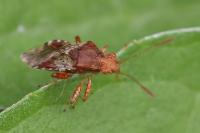 Rhopalus subrufus