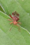 Rhopalus subrufus