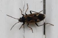 Rhyparochromus vulgaris