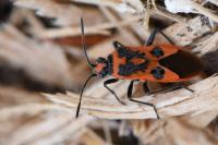 Corizus hyoscyami