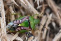 Cyphostethus tristriatus