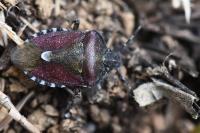 Dolycoris baccarum