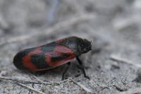 Haematoloma dorsata