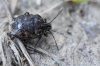 Holcogaster fibulata