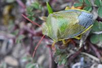 Piezodorus lituratus