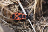 Pyrrhocoris apterus