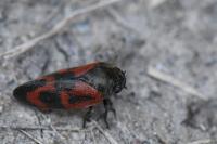 Haematoloma dorsata