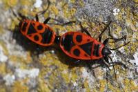 Pyrrhocoris apterus