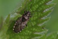 Heterogaster urticae