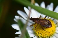 Himacerus mirmicoides