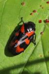 Cercopis vulnerata