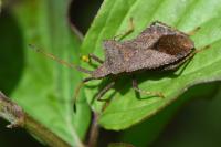 Coreus marginatus