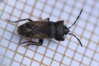 Megalonotus emarginatus