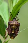 Carpocoris purpureipennis