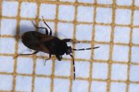 Tropistethus holosericus