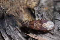 Orsillus depressus