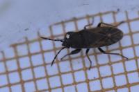 Megalonotus sabulicola