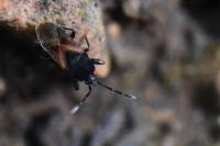 Tropistethus holosericus