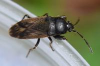 Megalonotus emarginatus